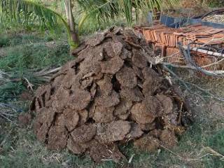 ‘Cow dung’ is a new fuel source for rocket engines: Sanatan Dharm