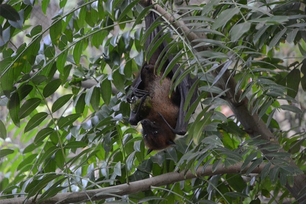 EcoHealth reports new deadly bat virus with zoonotic potential in Thailand