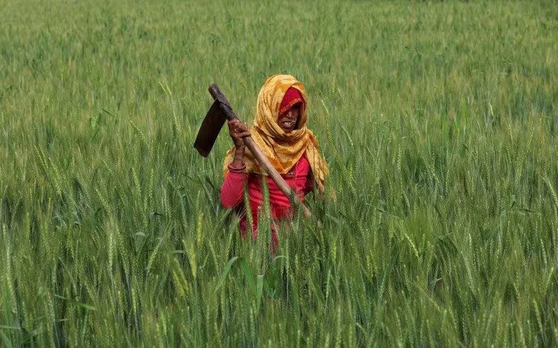 India May Earmark $48 Billion For Next Year’s Food, Fertiliser Subsidies GG News Bureau