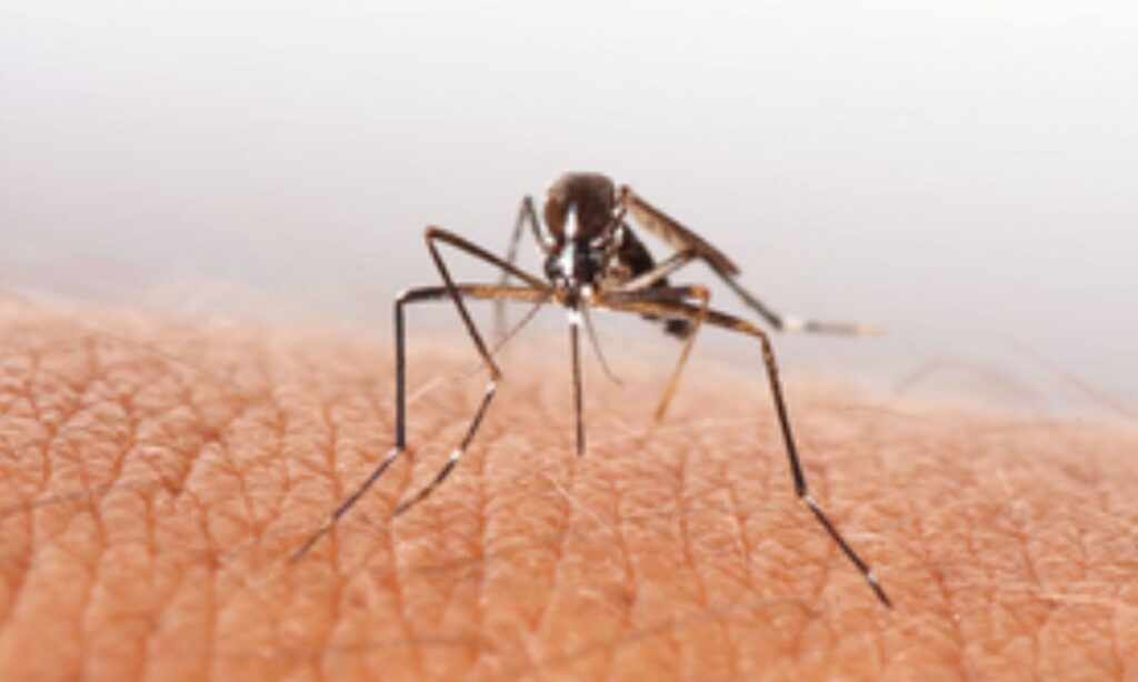 Malaysia health ministry says dengue cases rise due to rainy weather