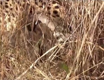 Namibian Cheetah Jwala Gives Birth to Three Cubs: Bhupender Yadav