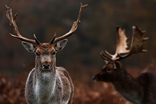 ‘Zombie deer’ disease spreads in humans says US scientist