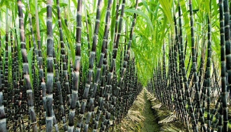 Cabinet Approves Historic Sugarcane Price Hike to ₹340/quintal for 2024-25 Season