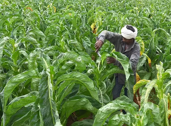 Centre Approves Interest Free Loan to FCV Tobacco Growers in Andhra