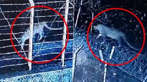 Leopard Spotted Near Mumbai Housing Complex, Residents Urged to Remain Cautious