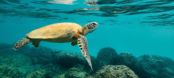 UNEP report reveals complex threats to migratory species