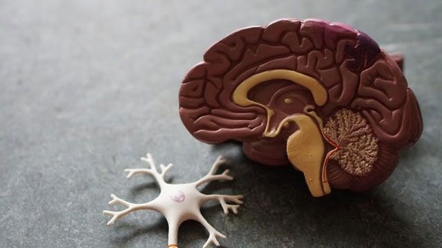 US scientists develops 3D-print functional human brain tissue