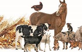 Union Cabinet Approves Extension of Animal Husbandry Infra Development Fund