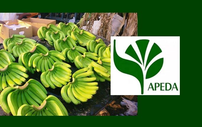 APEDA Facilitates Export of Indian Bananas to Russia via Sea