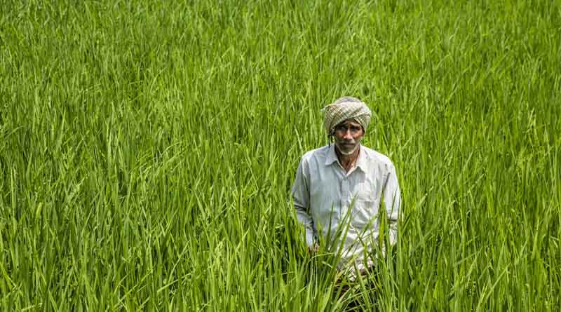 Rabi Sowing Hits 393 Lakh Hectares