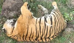 Tigress and Four Cubs Found Dead in Karnataka, Forest Minister Orders Probe