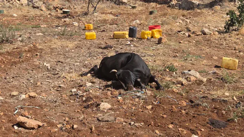 Israel : Poisoned Cows, Arson Attacks
