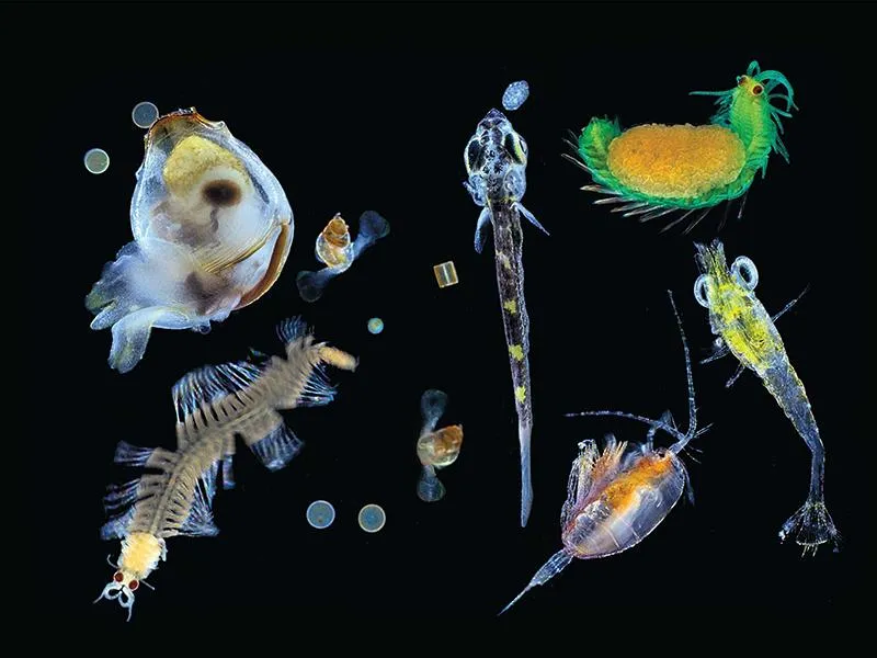 Plankton, climate, race to understand changing ocean says expert