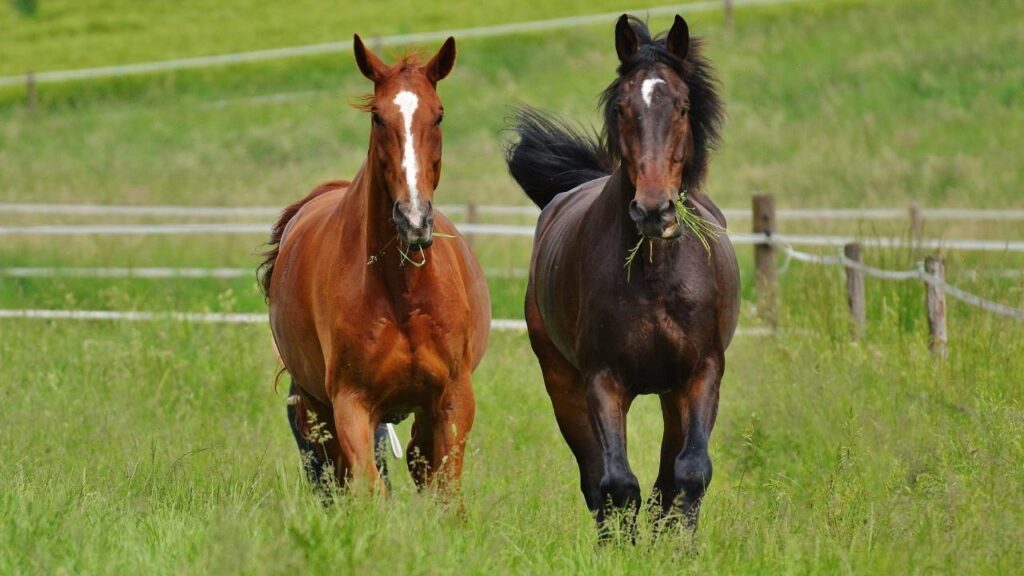 UN marks World Horse Day ‘honors humanity’s oldest, most loyal companion’