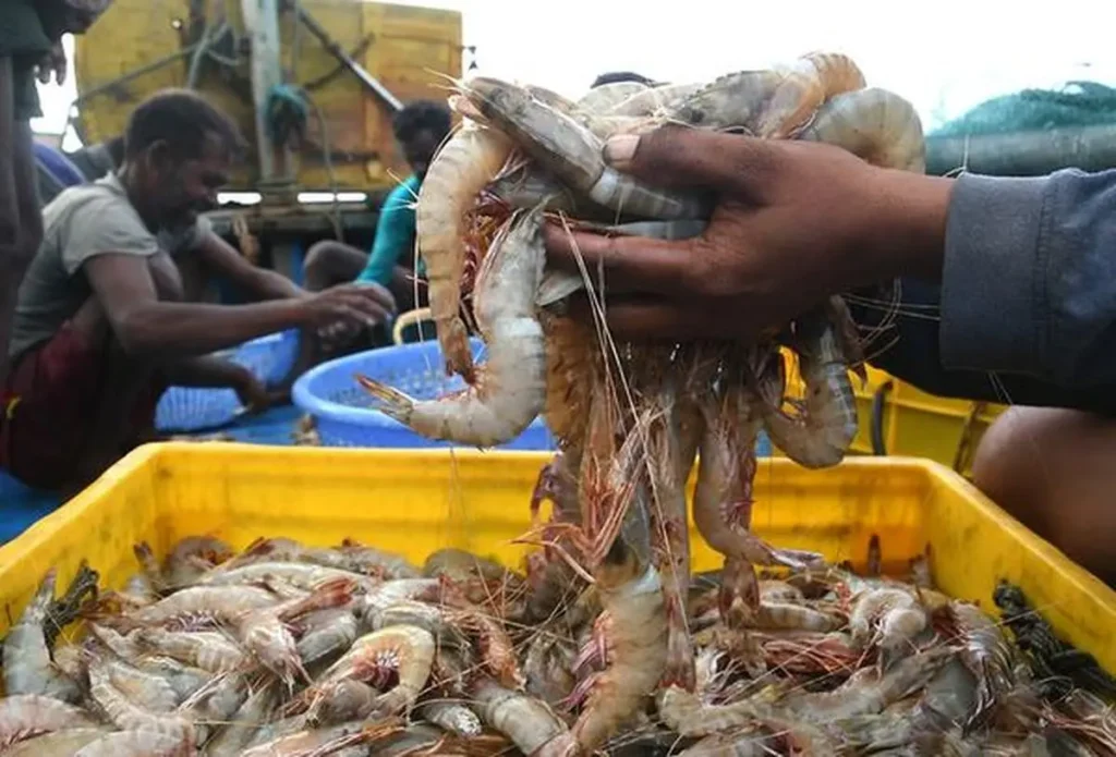 India-UK FTA pact benefits Seafood Industry