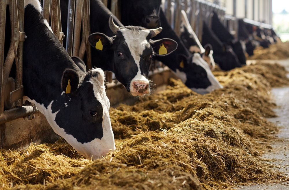 FAO says global demand for meat, dairy set to rise, as climate, nutrition gaps remain high