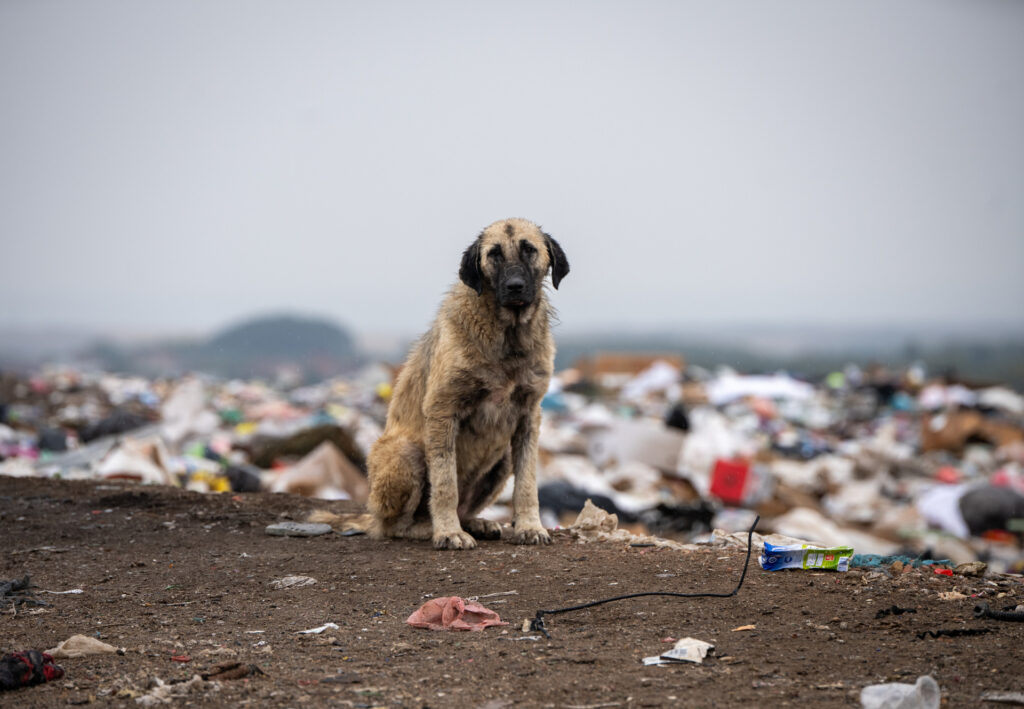 Rajasthan HC Orders Removal of Stray Animals