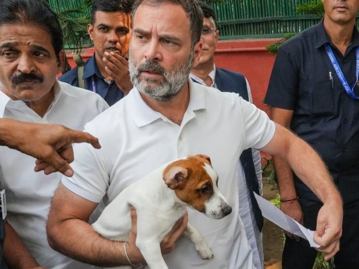 Rahul Gandhi’s Stray Dog Stand: Compassion or Contradiction?
