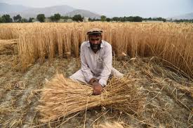 FAO reports new programme seeks to rebuild farmer resilience in Afghanistan