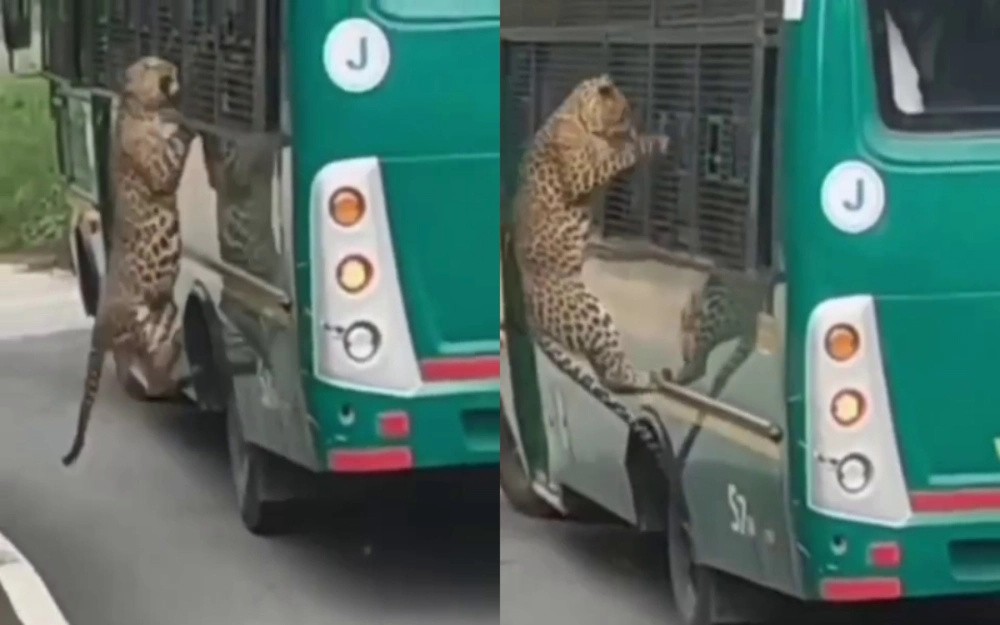 Leopard Attacks Vehicle at Bannerghatta, Tourist Injured