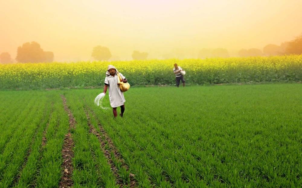Fertiliser Prices Stable, Supply Secured for Farmers: Govt