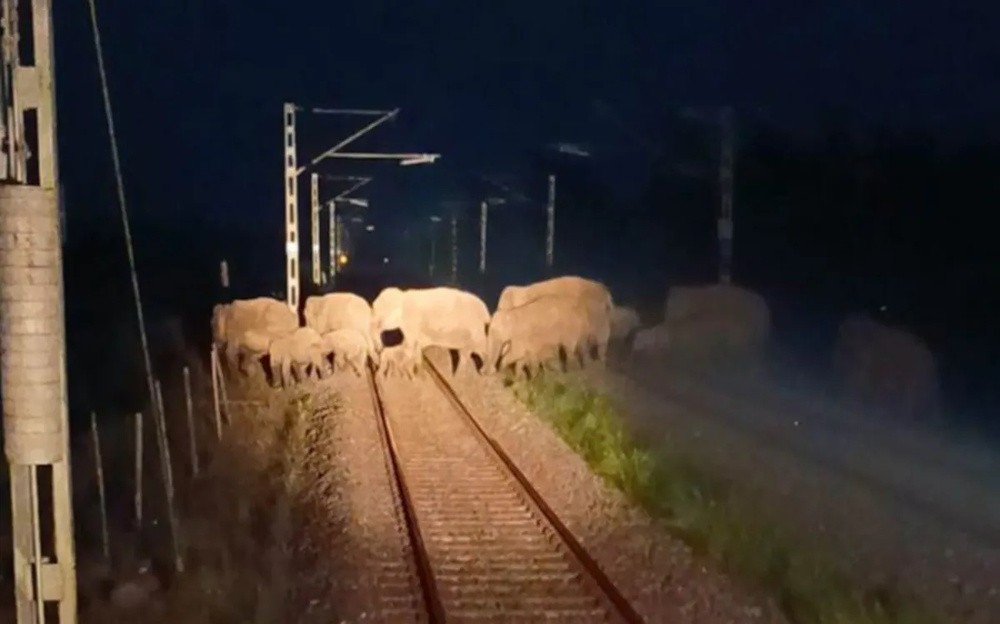 AI System Deployed to Prevent Elephant Collisions on Rail Tracks