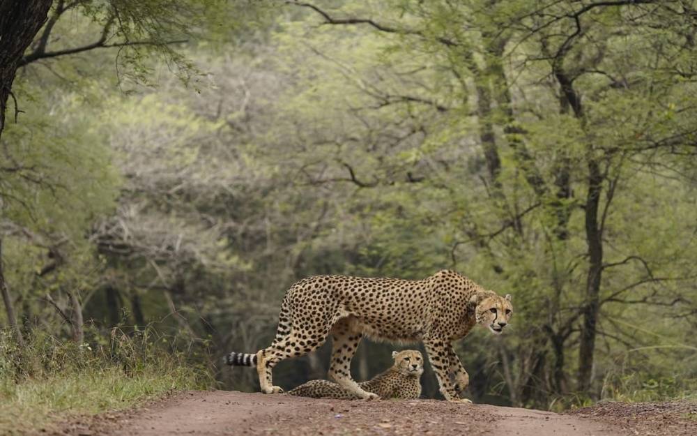 PM Modi Extends Greetings on International Cheetah Day