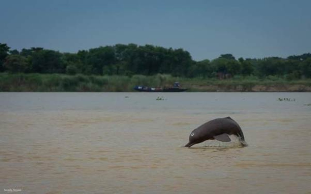 India Kicks Off 2nd Great Dolphin Census from Bijnor