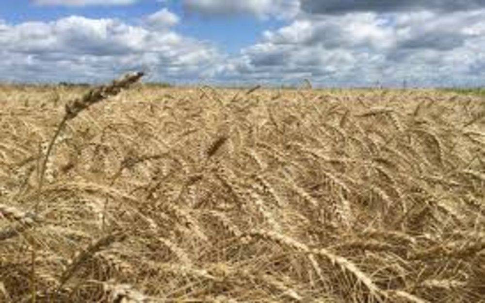 FAO outlines plan to safeguard Ukraine bread basket