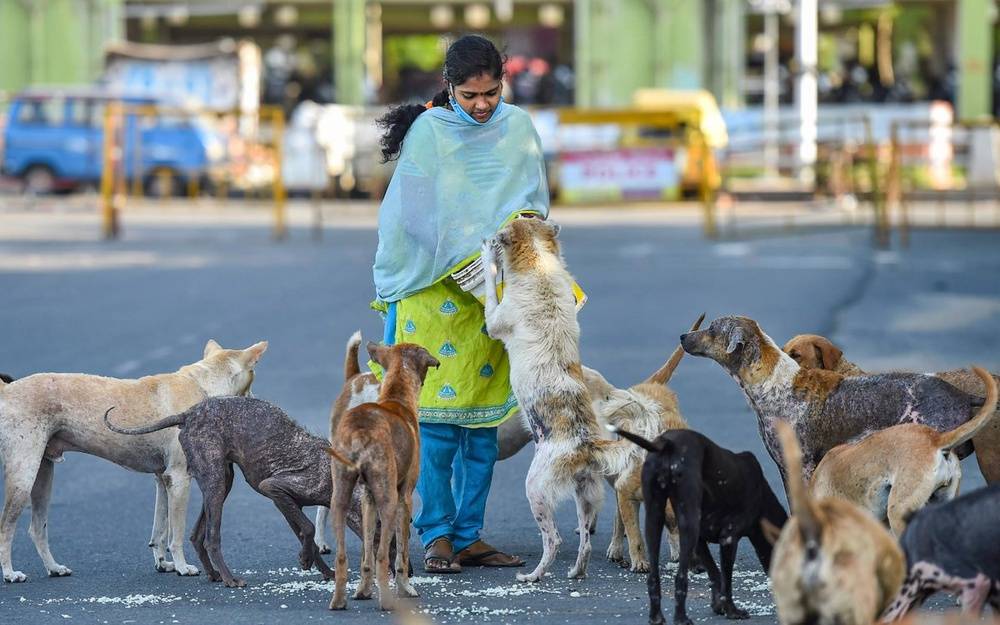 Stray Dog Row Rocks MP Assembly