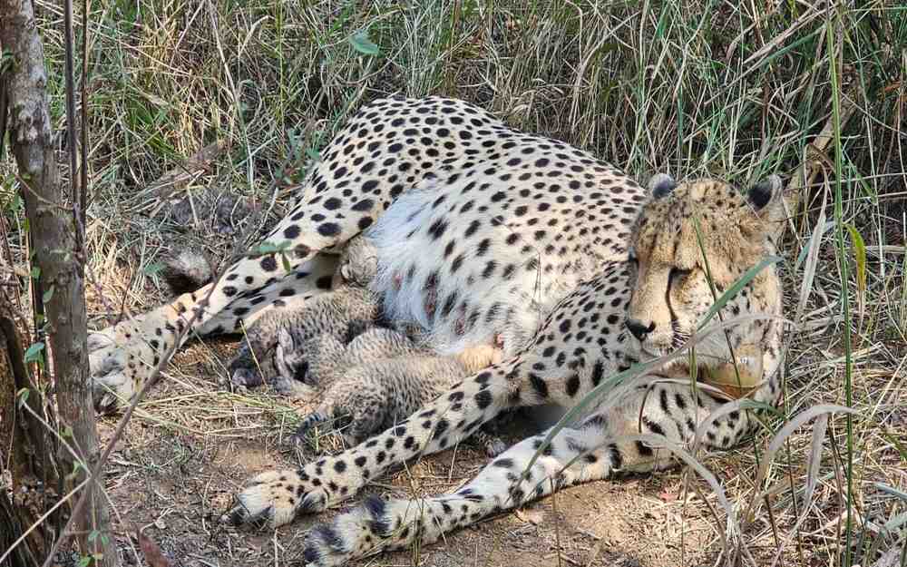 India’s Cheetah Count Hits 38 with New Cubs