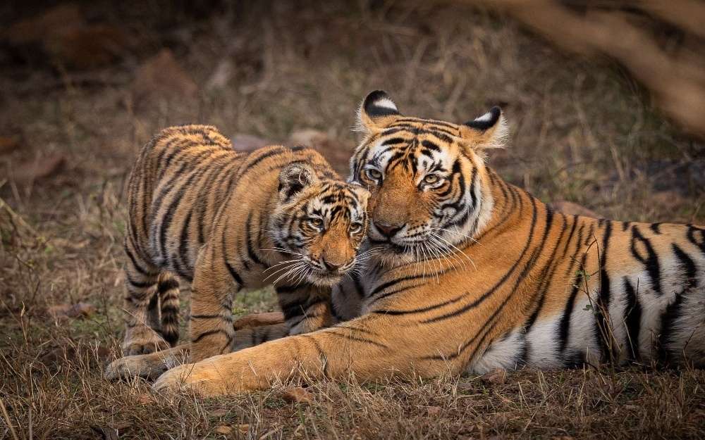 PM Modi Reaffirms Wildlife Pledge on World Wildlife Day