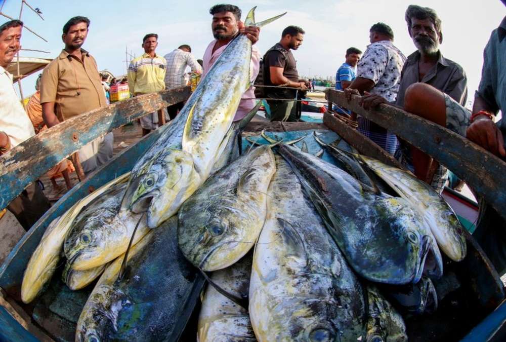 EU Clears India for Continued Seafood Exports