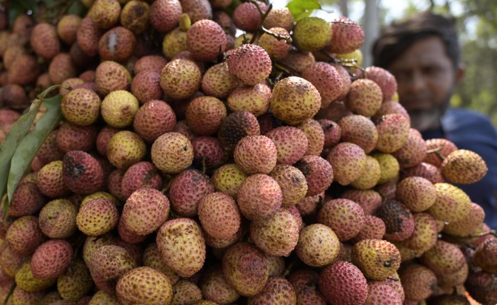 Centre Forms Expert Panel Over Bihar Litchi Crisis