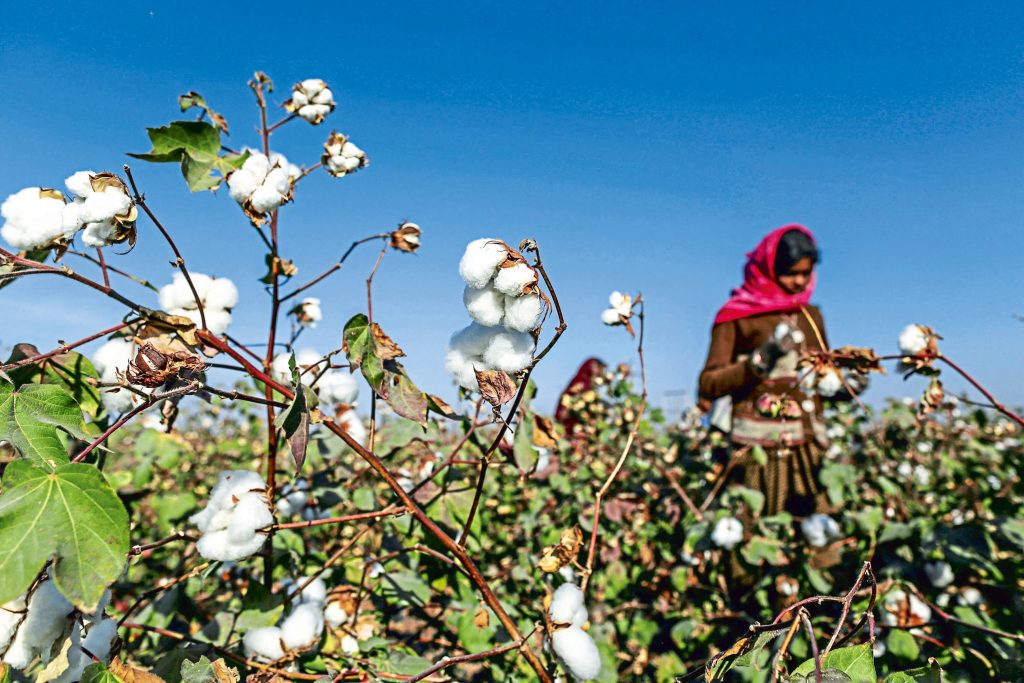 ₹5,659 Cr Cotton Mission Approved to Boost Output by 2031