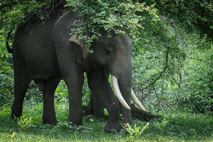 India Home to Over 60% of Wild Asian Elephants: PM Modi
