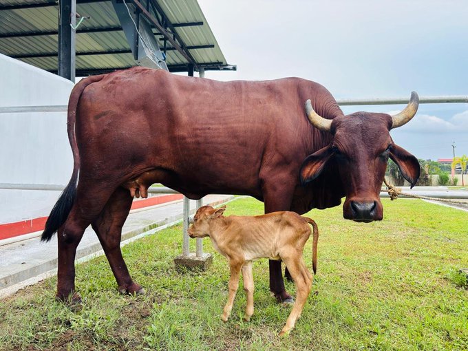 Assam Welcomes World’s First IVF Calf of Indigenous Lakhimi Breed
