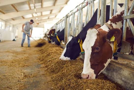 India’s Livestock Sector Grows, KCC Coverage Hits 50.42 Lakh