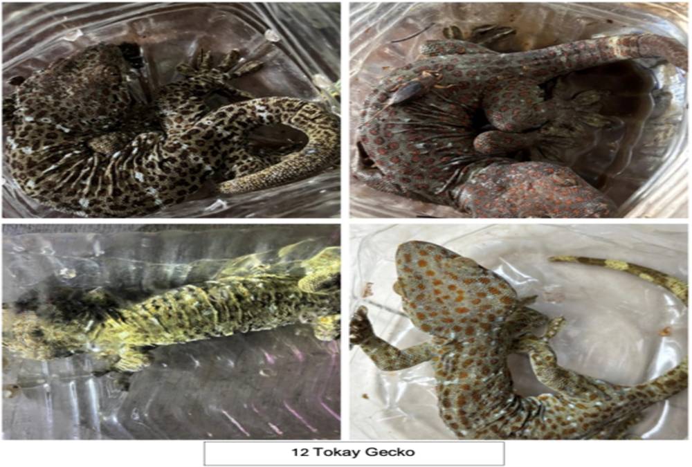 DRI Seizes Leopard Pelts, 180 Tortoises in Wildlife Crackdown