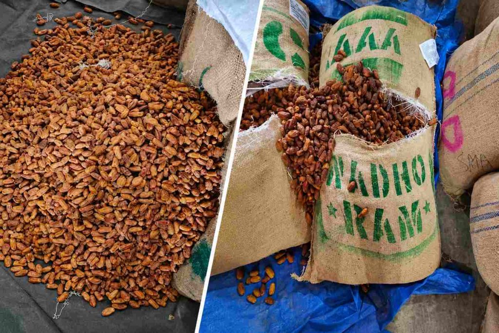 DRI Seizes 362 MT Pakistan-Origin Dry Dates