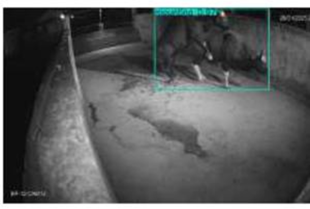 AI Tracks Mithun Behaviour at ICAR Farm in Nagaland